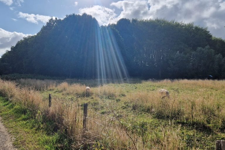 Coaching in de natuur voor vrouwen met autisme